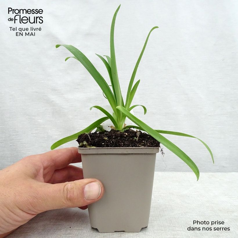 Agapanthus africanus Albus 7/8 cm pot sample as delivered in spring