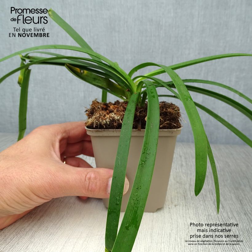 Agapanthus Blue Thunder 8/9 cm pot sample as delivered in autumn