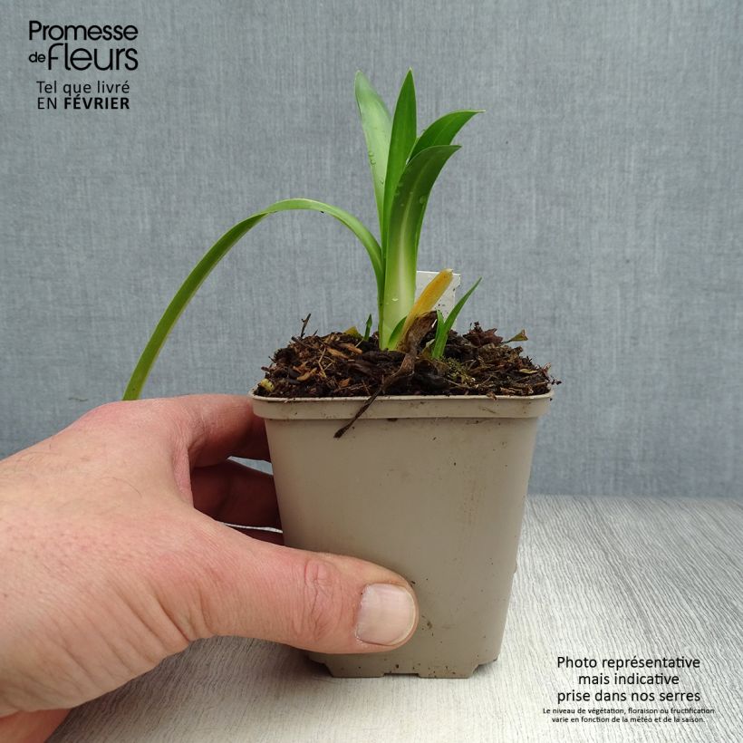 Agapanthus Ever Sapphire 8/9 cm pot sample as delivered in winter