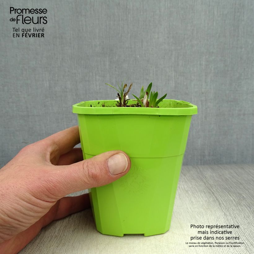 Agapanthus Ever Sapphire 1.5L/2L pot sample as delivered in winter