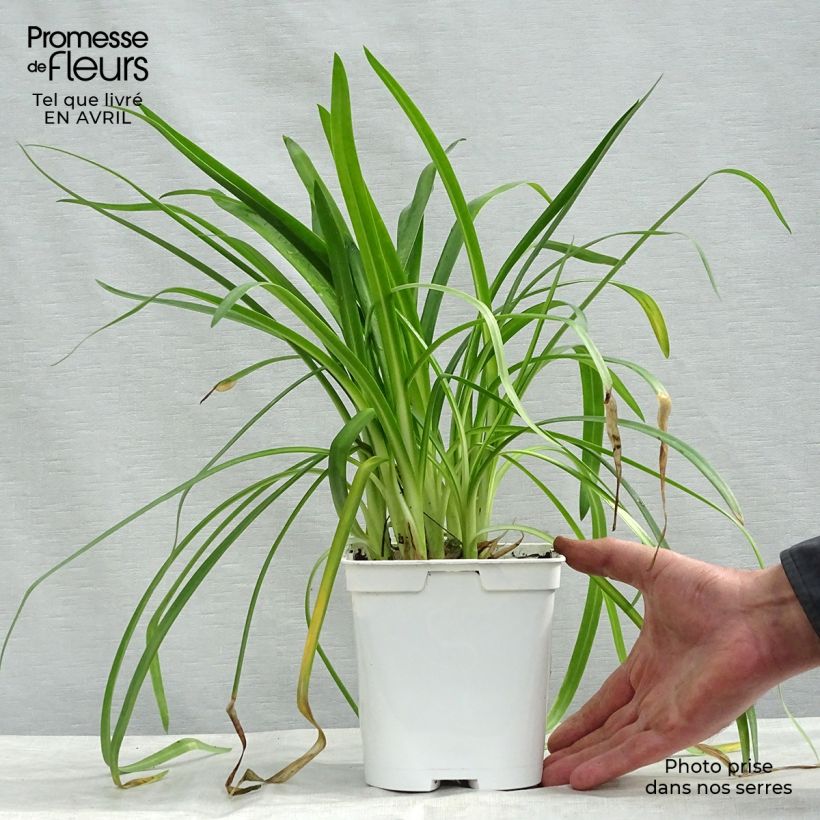 Agapanthus Ever White 1L/1.5L pot sample as delivered in spring