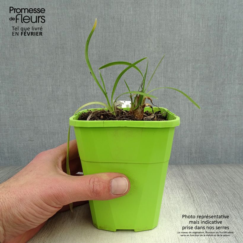 Agapanthus Ever White 1L/1.5L pot sample as delivered in winter