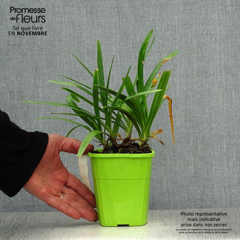 Agapanthus Fireworks 1L/1.5L pot sample as delivered in autumn