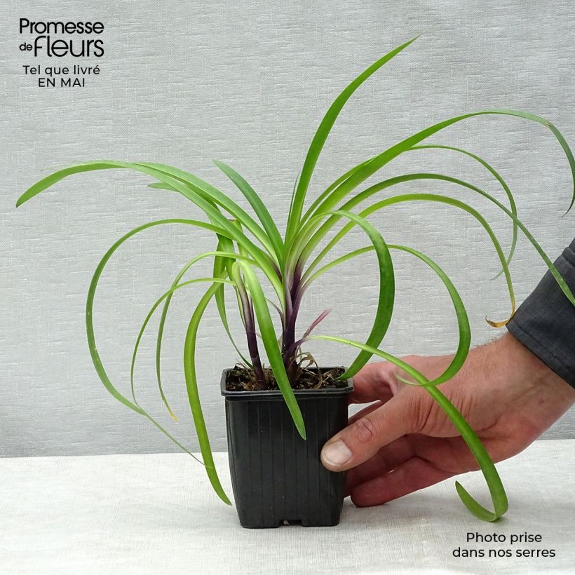 Agapanthus Poppin’ Purple 8/9 cm pot sample as delivered in spring