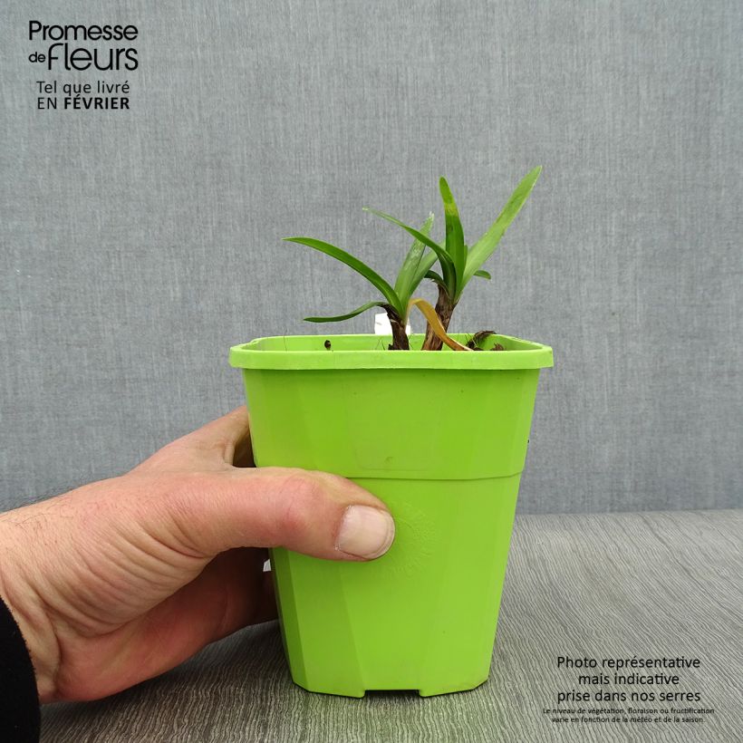 Agapanthus Poppin’ Star 3L/4L pot sample as delivered in winter