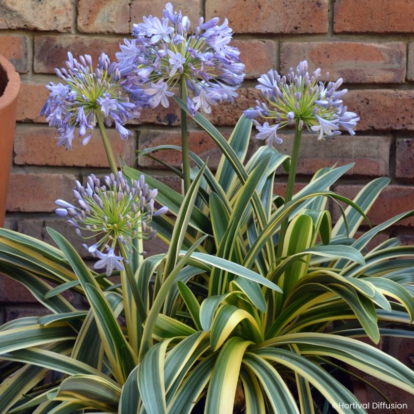 Agapanthus Zambezi (Flowering)
