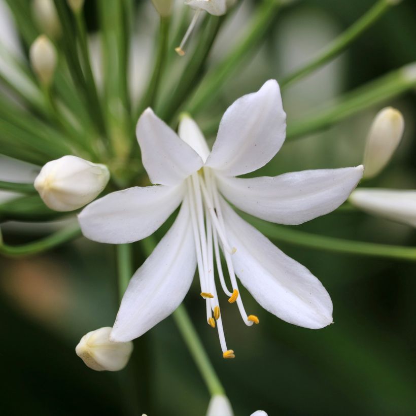 Agapanthus  Arctic Star - Fleur de l'amour, Tubéreuse bleue, Lis du Nil (Flowering)