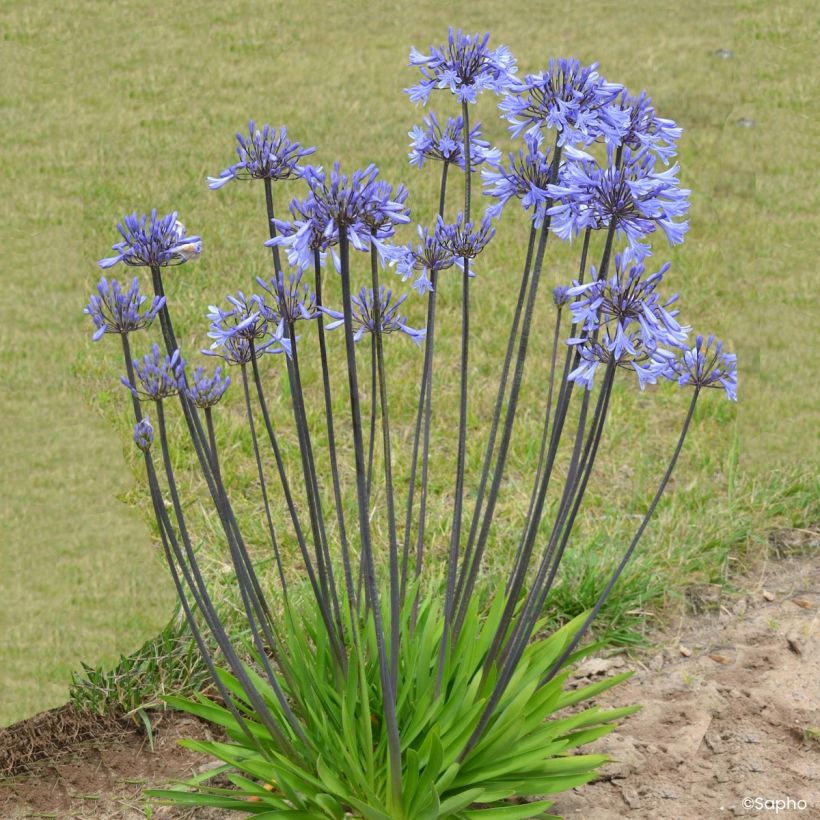 Agapanthus Graphite Blue (Plant habit)