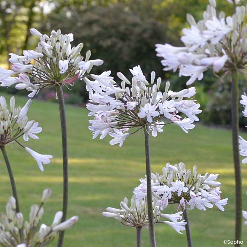 Agapanthus Graphite White (Flowering)