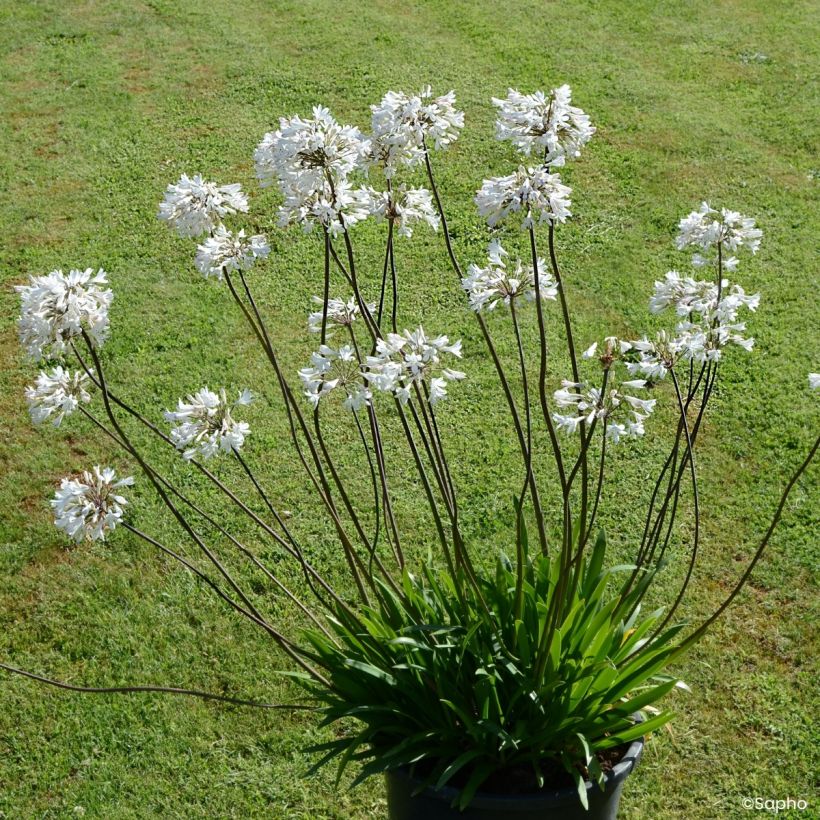 Agapanthus Graphite White (Plant habit)