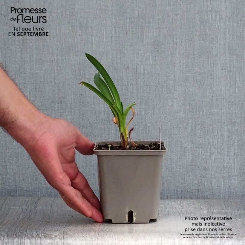 Agapanthus Royal Velvet 1L/1.5L pot sample as delivered in autumn