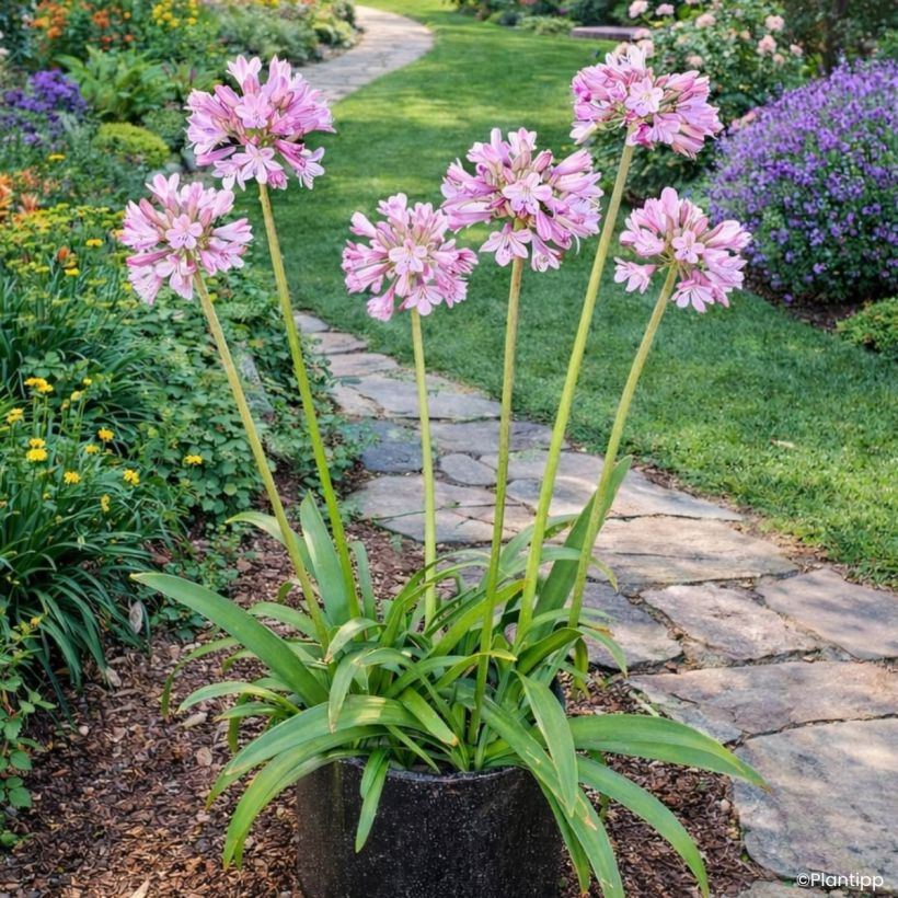 Agapanthus Poppin’® Pink - African lily (Plant habit)