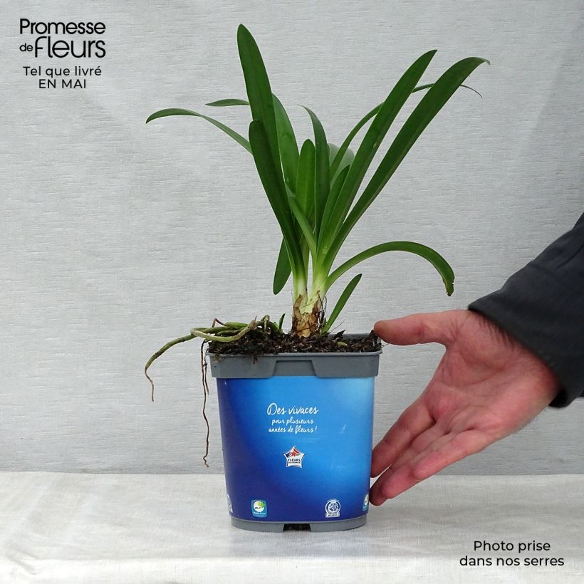 Agapanthus umbellatus 2L/3L pot sample as delivered in spring