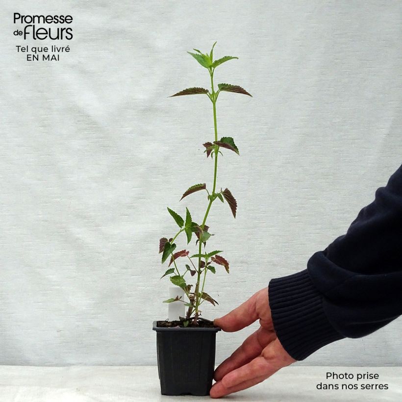 Agastache foeniculum Blackadder 8/9 cm pot sample as delivered in spring