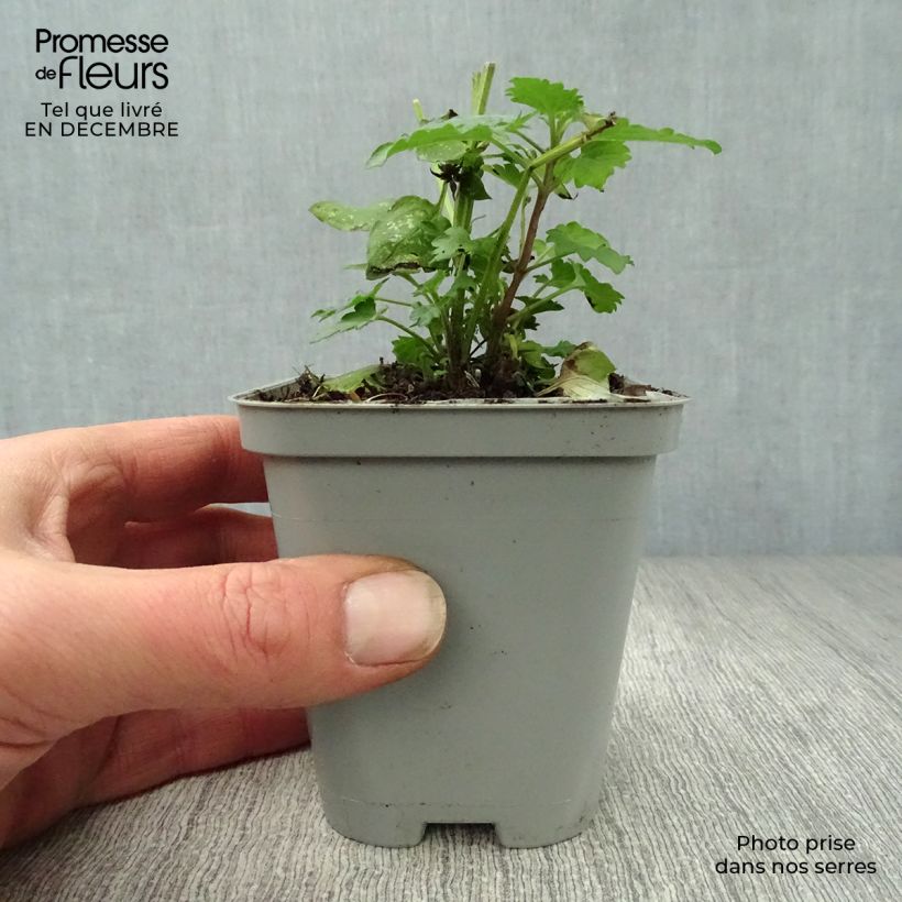 Agastache Blue Boa 8/9 cm pot sample as delivered in winter