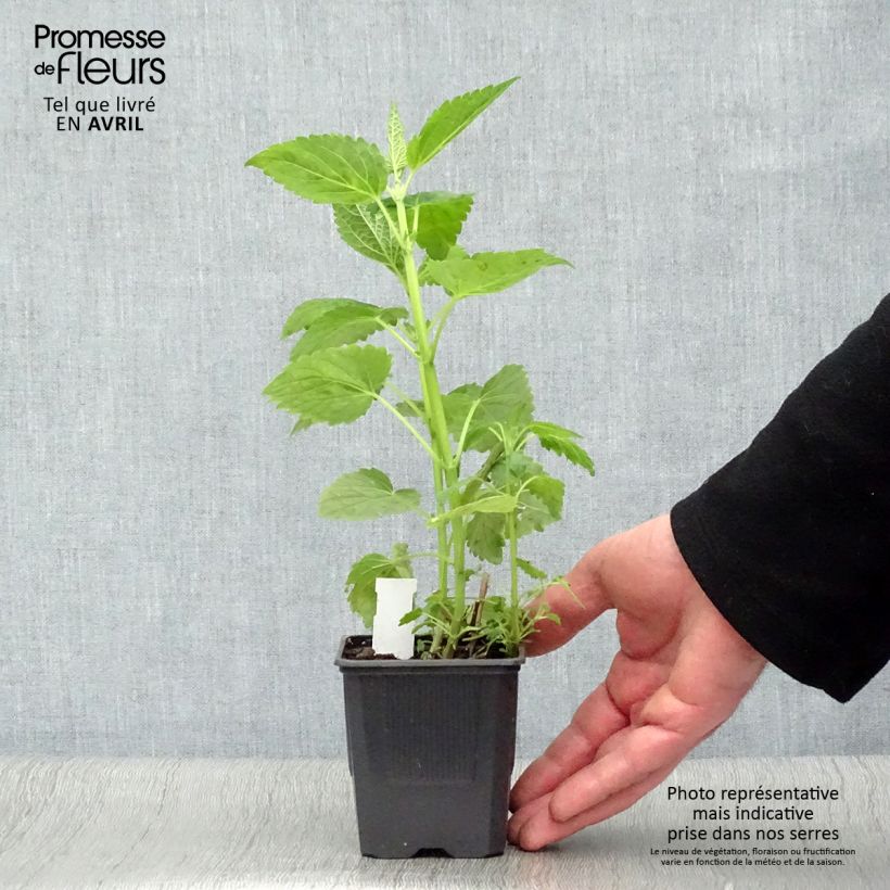 Agastache x rugosa Blue Fortune 8/9 cm pot sample as delivered in spring