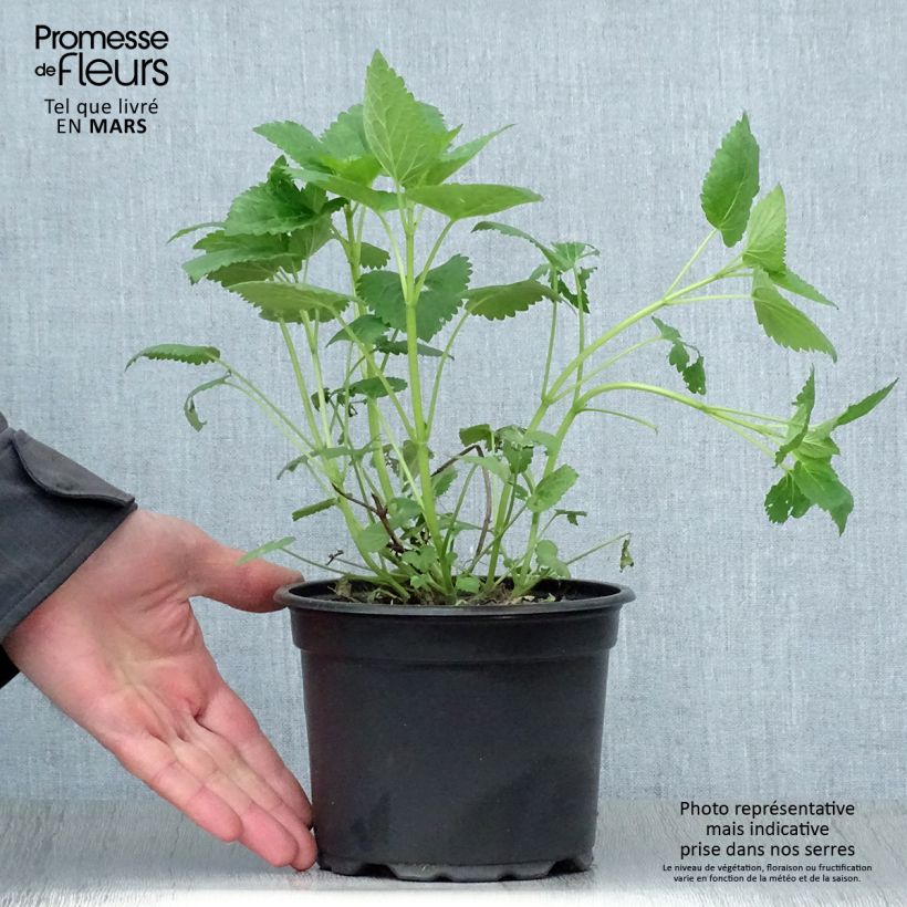 Agastache x rugosa Blue Fortune 2L/3L pot sample as delivered in spring