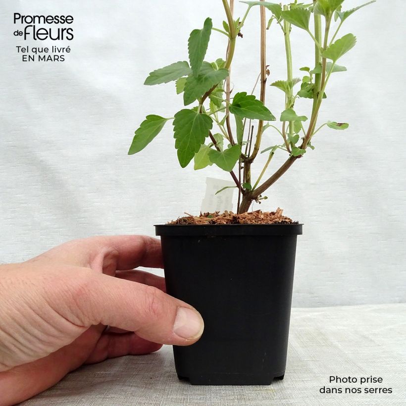 Agastache Kolibri 8/9 cm pot sample as delivered in winter