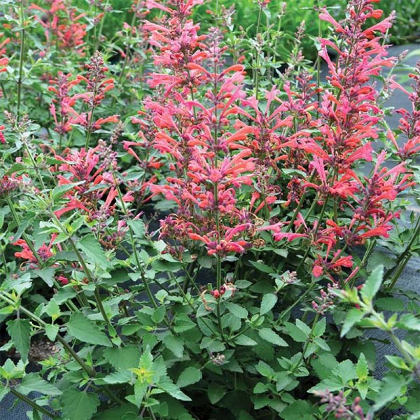 Agastache Kudos Coral (Plant habit)