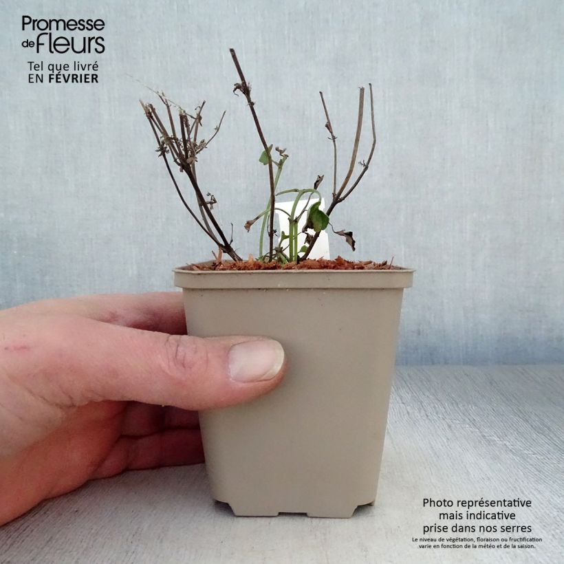 Agastache Kudos Coral 8/9 cm pot sample as delivered in winter