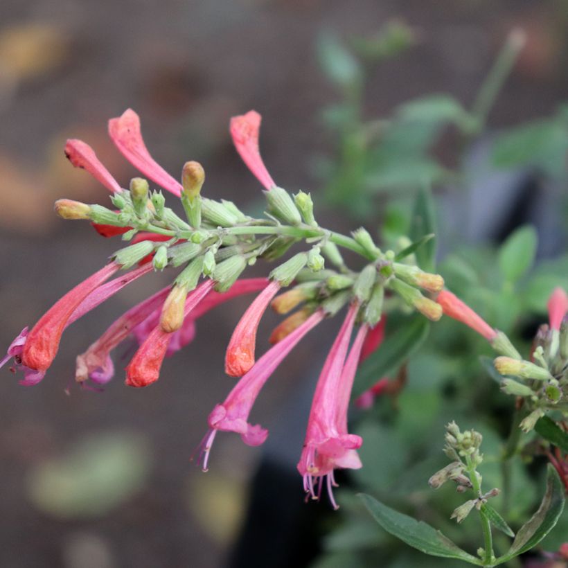 Agastache Kudos Coral (Flowering)