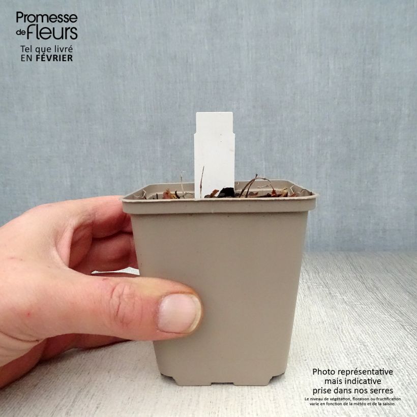 Agastache Kudos Mandarin 8/9 cm pot sample as delivered in winter