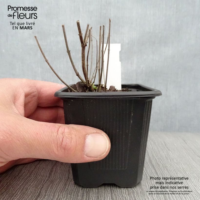 Agastache Kudos Yellow 8/9 cm pot sample as delivered in spring