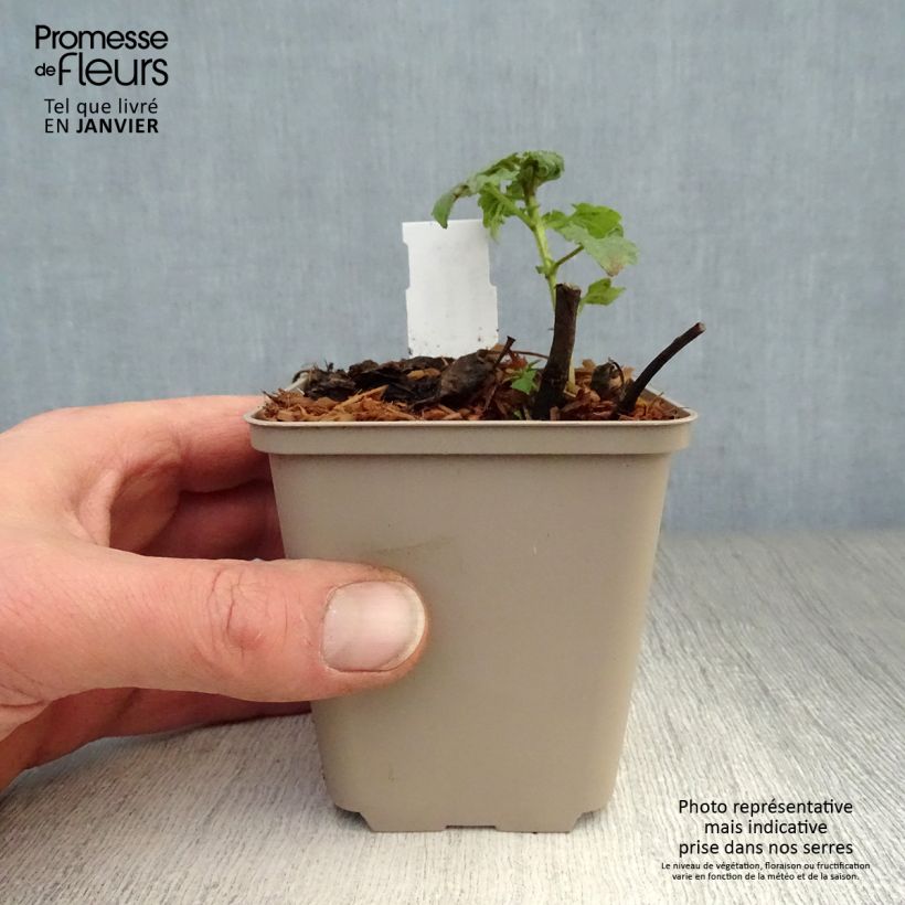 Agastache Poquito Lavender 8/9 cm pot sample as delivered in winter