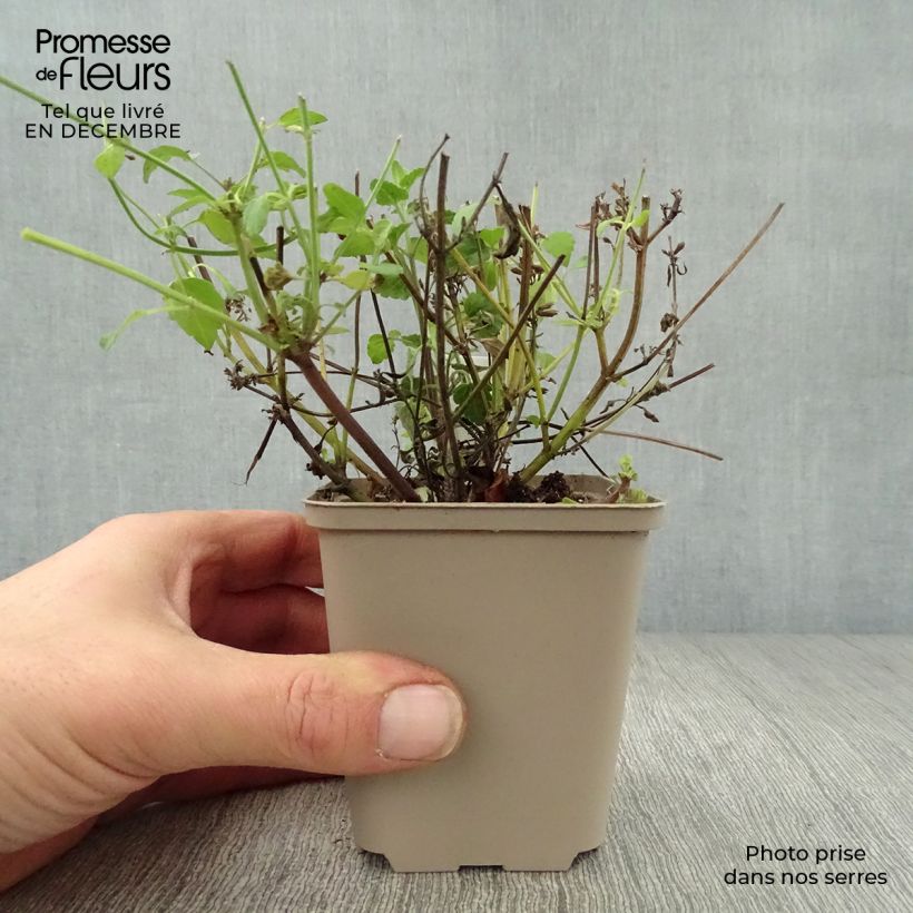 Agastache Serpentine 8/9 cm pot sample as delivered in winter