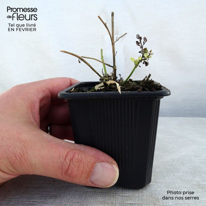 Agastache aurantiaca Tango 8/9 cm pot sample as delivered in winter