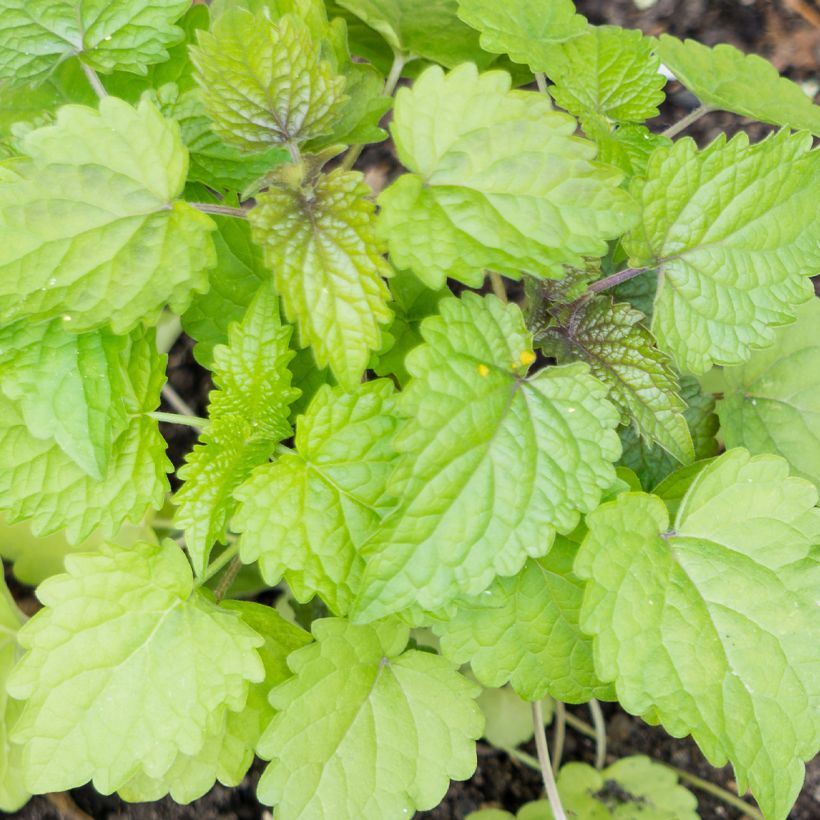 Agastache foeniculum (anisata) (Foliage)