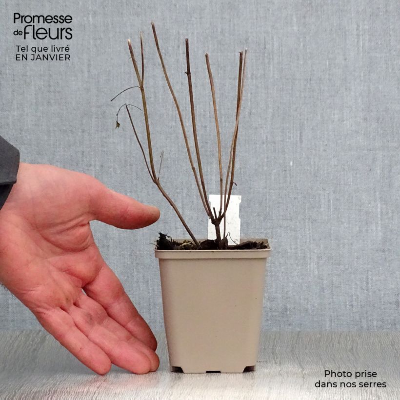 Agastache Beelicious Purple 8/9 cm pot sample as delivered in winter