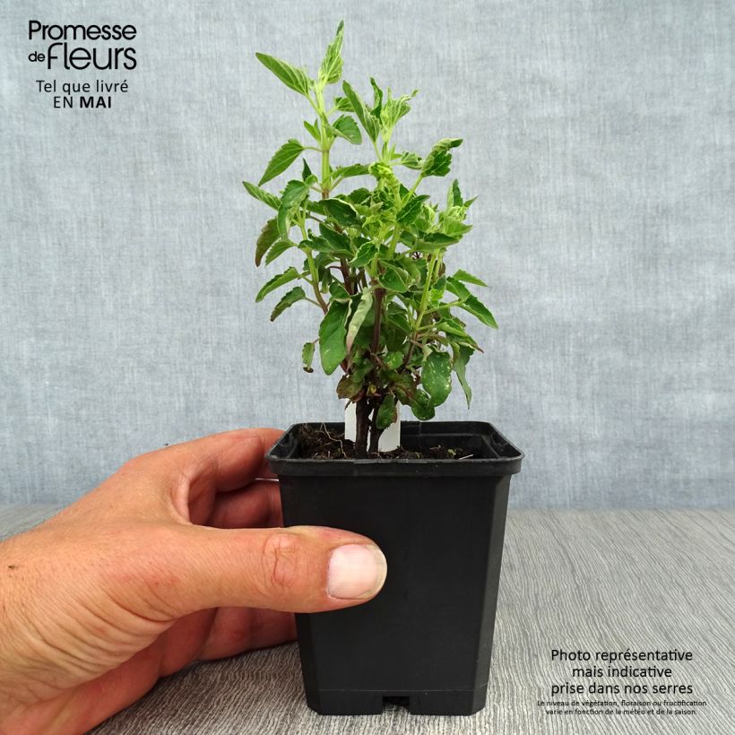 Agastache mexicana Red Fortune 8/9 cm pot sample as delivered in spring