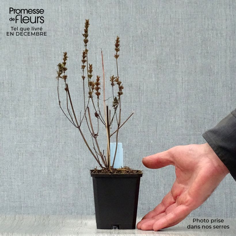 Agastache rugosa After Eight  8/9 cm pot sample as delivered in winter