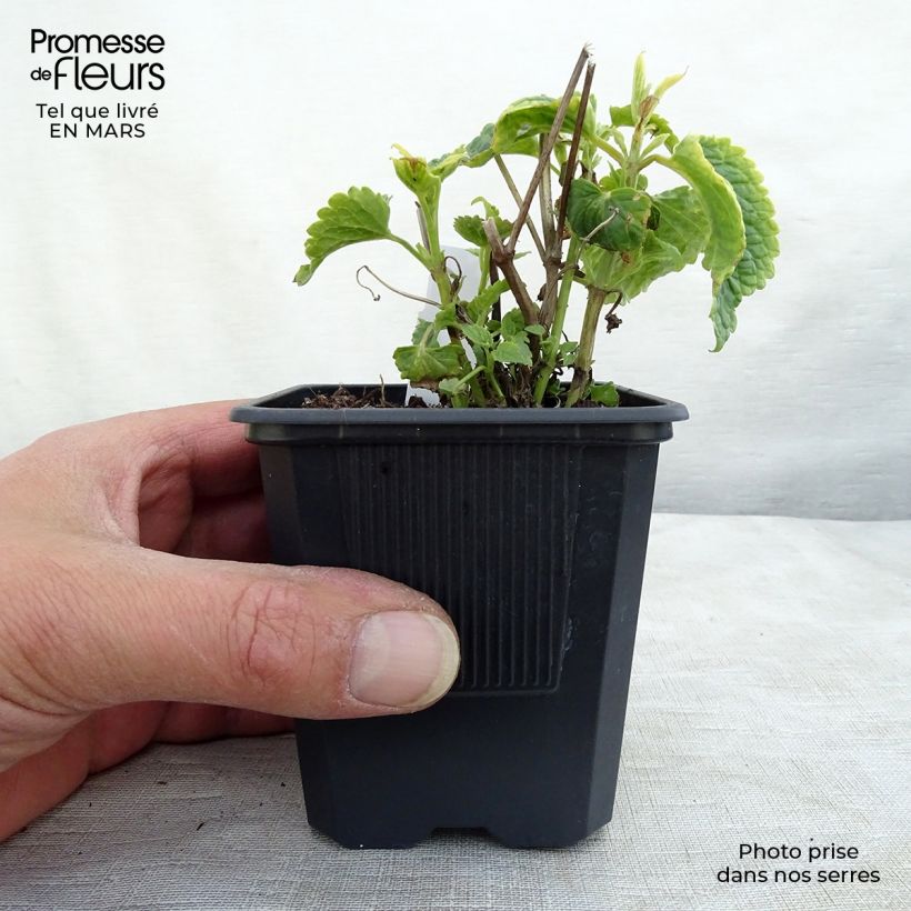 Agastache rugosa Alabaster 8/9 cm pot sample as delivered in winter