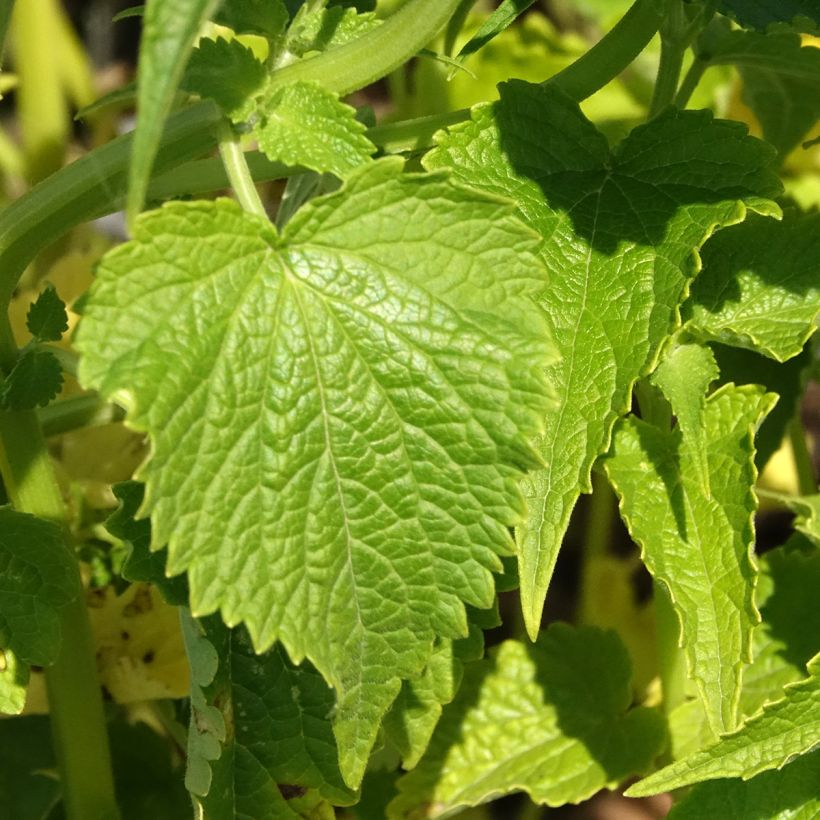 Agastache rugosa f. albiflora Alabaster seeds - Korean mint (Foliage)