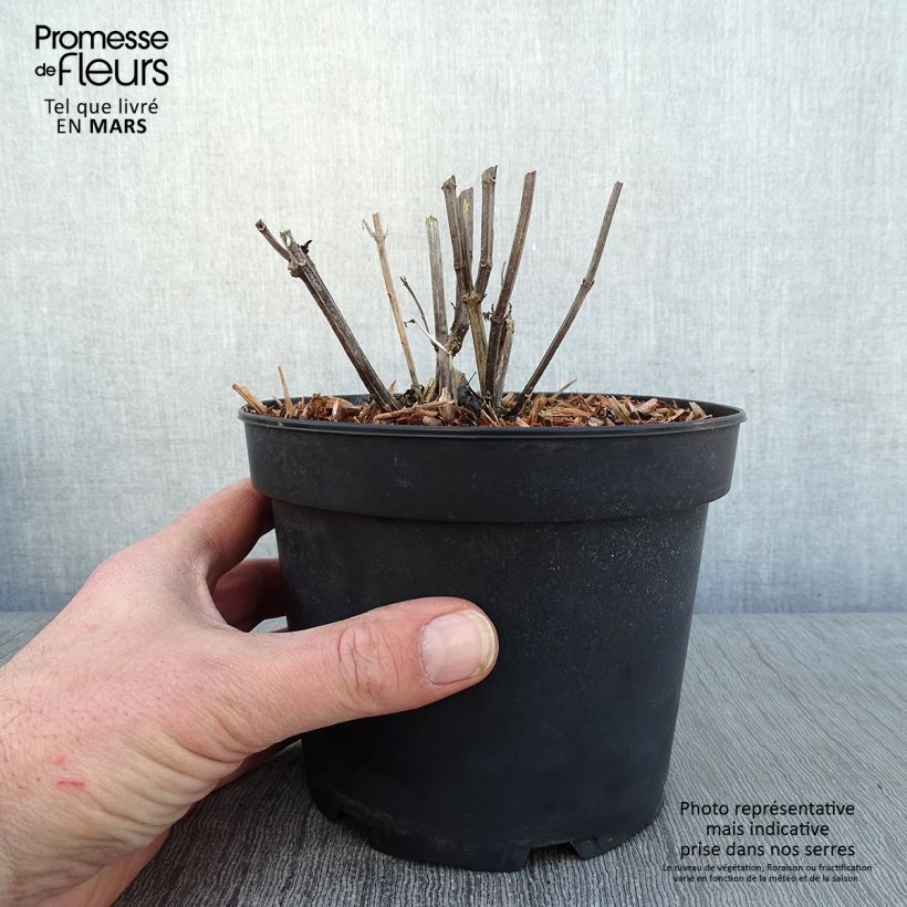 Agastache rugosa Alabaster 2L/3L pot sample as delivered in winter