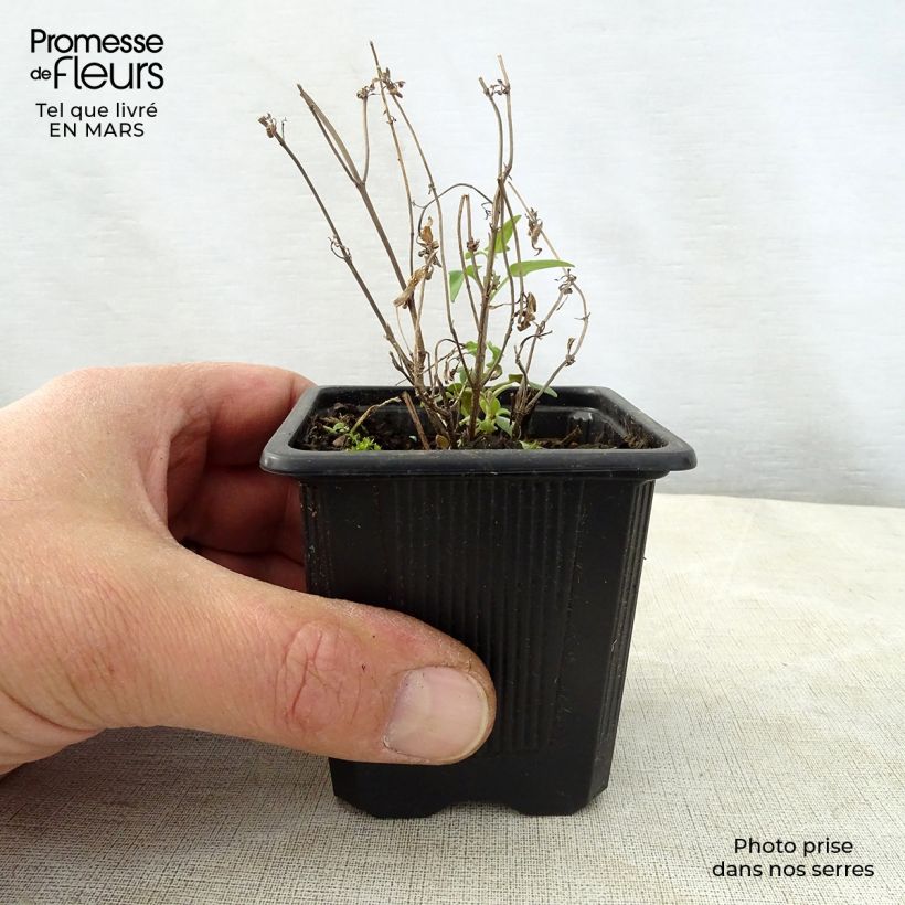 Agastache rupestris  8/9 cm pot sample as delivered in spring