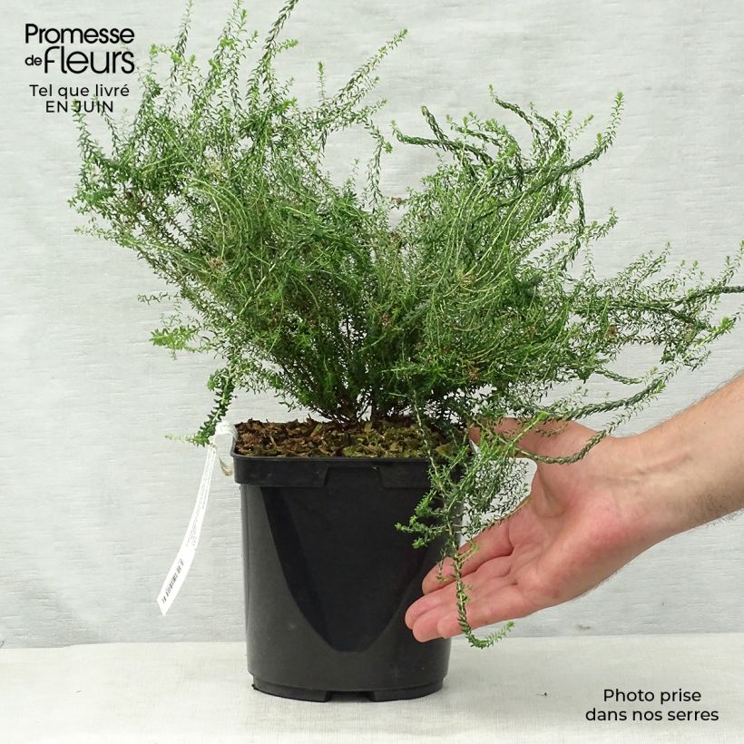 Agathosma capensis 2L/3L pot sample as delivered in summer