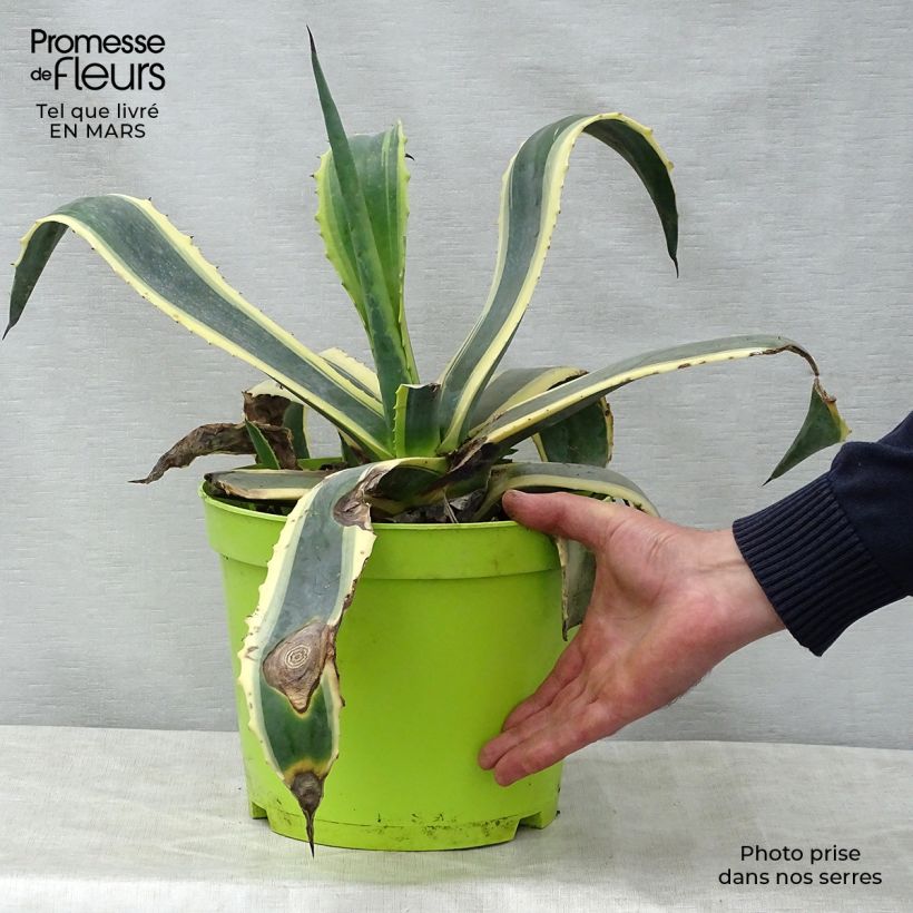 Agave americana Variegata - American Agave 7.5L/10L pot sample as delivered in spring