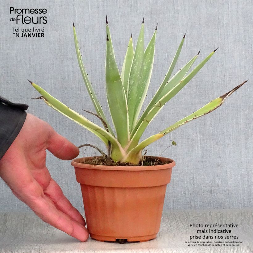Agave angustifolia Marginata 12cm pot sample as delivered in winter
