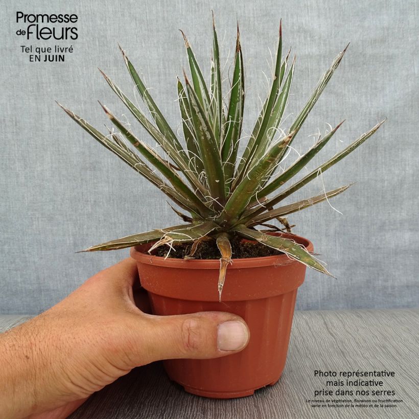 Agave filifera 8/9 cm pot sample as delivered in summer
