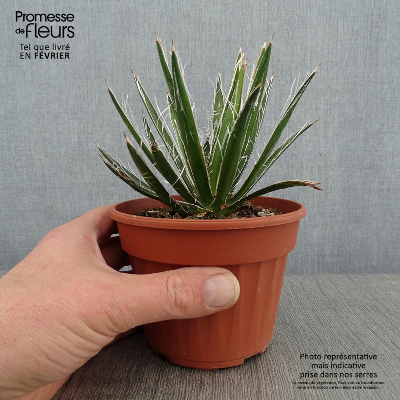 Agave filifera 8/9 cm pot sample as delivered in winter