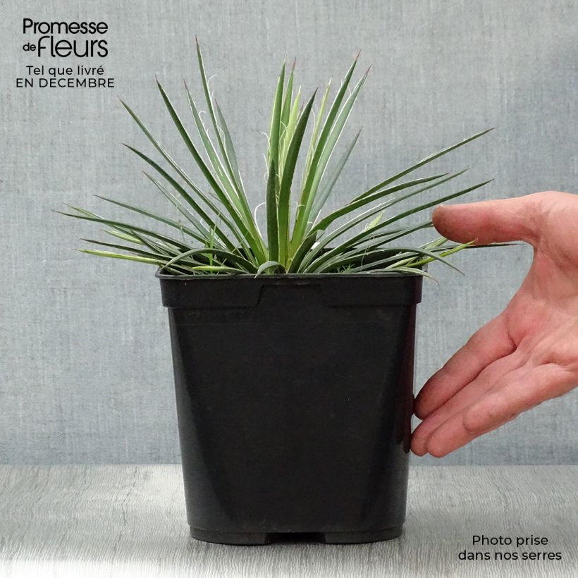 Agave geminiflora 2L/3L pot sample as delivered in winter