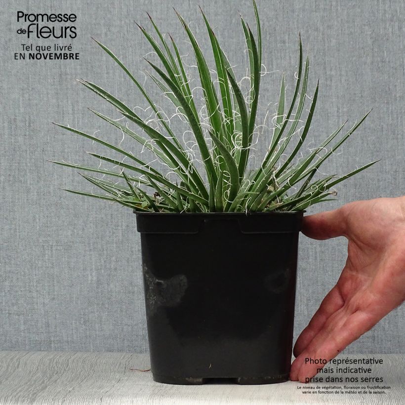 Agave geminiflora 2L/3L pot sample as delivered in autumn