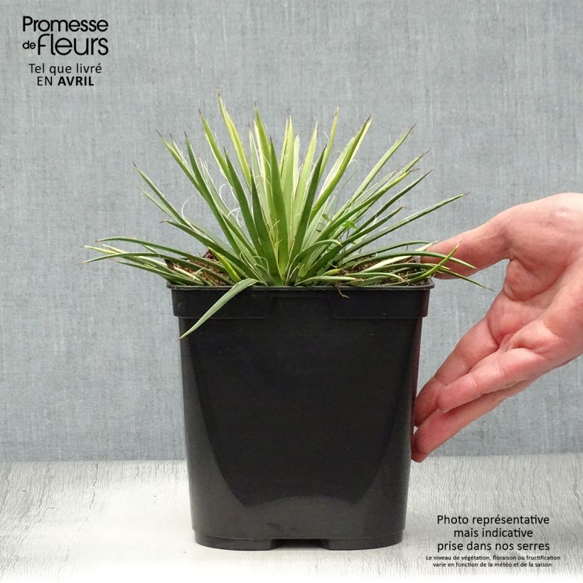 Agave geminiflora 2L/3L pot sample as delivered in spring