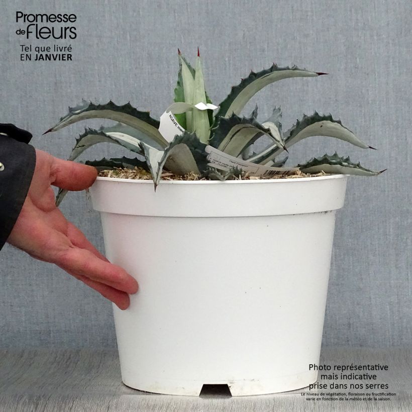 Agave Mediopicta Alba - American Agave 7.5L/10L pot sample as delivered in winter