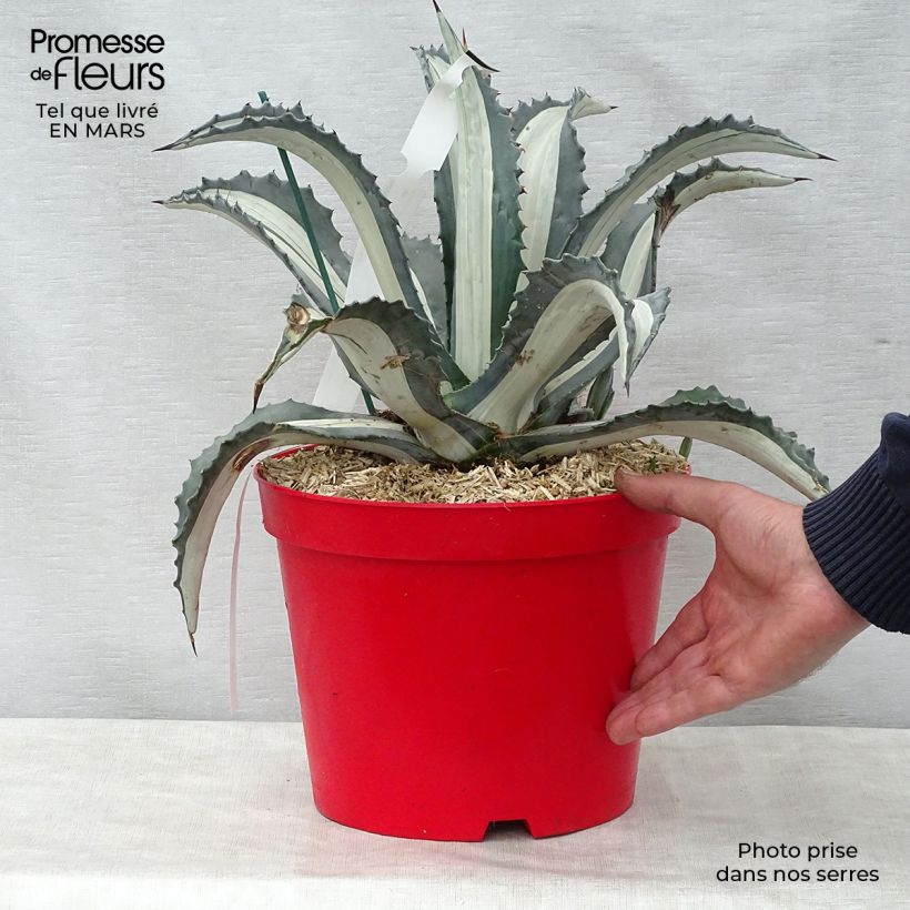 Agave Mediopicta Alba - American Agave 7.5L/10L pot sample as delivered in spring