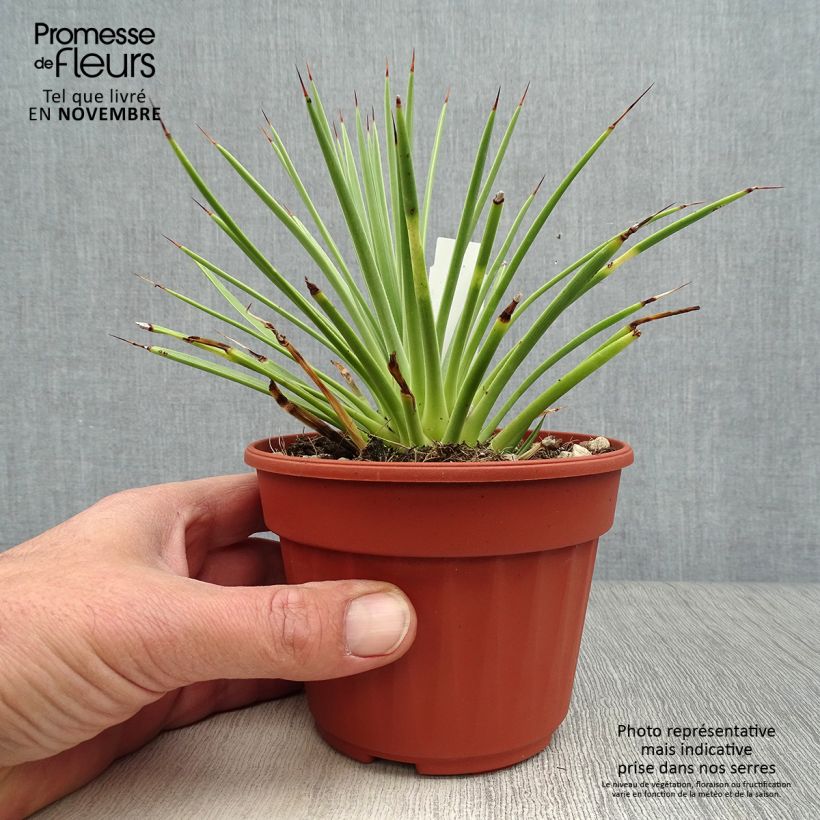 Agave stricta Nana 12cm pot sample as delivered in autumn