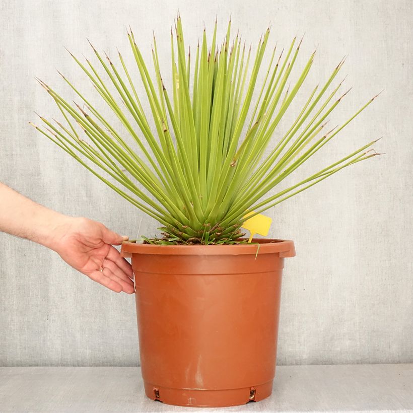Agave stricta 7.5L/10L pot sample as delivered in spring